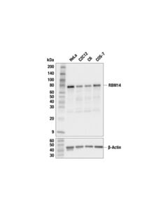 Cell Signaling RBM14 (F8B9F) Rabbit Monoclonal Antibody
