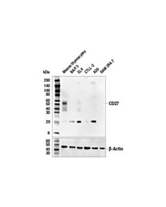 Cell Signaling Cd27 (E5e7h) Rabbit mAb