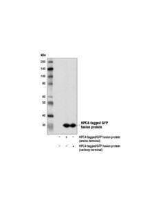Cell Signaling Hpc4-Tag Antibody