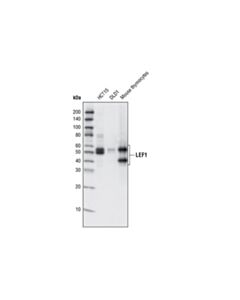 Cell Signaling Lef1 (C12a5) Rabbit mAb (BSA And Azide Free)