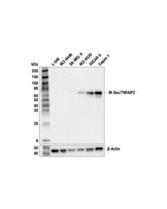 Cell Signaling M-Sec/TNFAIP2 (F7G3U) Rabbit mAb