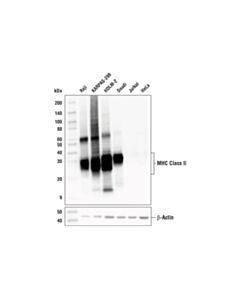Cell Signaling Mhc Class Ii (Lgii-612.14) Mouse mAb
