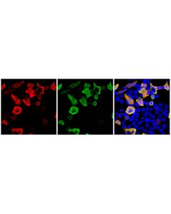 Cell Signaling Firefly Luciferase (E9W9V) Horse Chimeric mAb; 20 µl