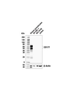 Cell Signaling CD177 (E6G1H) Rabbit mAb 20 uL