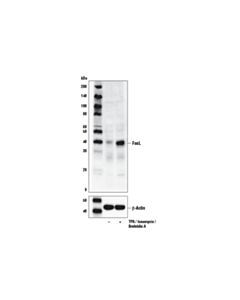 Cell Signaling Fasl (D1n5e) Rabbit mAb