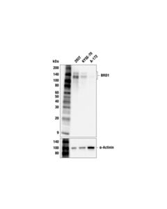 Cell Signaling BRD1 (F8X6N) Rabbit mAb