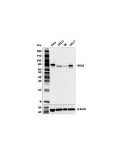 Cell Signaling RXR beta (F2O7C) Rabbit Monoclonal Antibody