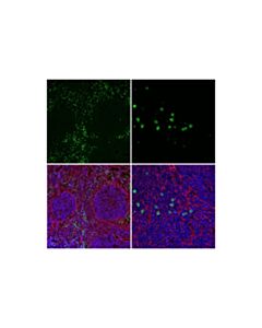 Cell Signaling Ly-6g/Ly-6c (Gr-1) (Rb6-8c5) Rat mAb (Fitc Conjugate)