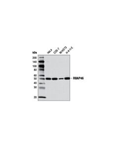 Cell Signaling Rbap46 (V415) Antibody