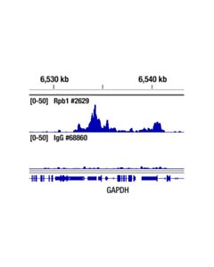 Cell Signaling Normal Mouse IgG