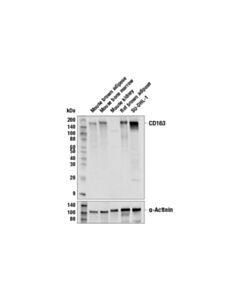 Cell Signaling Cd163 (E2h3c) Rabbit mAb