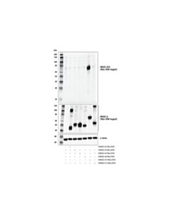 Cell Signaling Mage-A10 Antibody