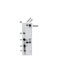 Cell Signaling Bassoon (D63b6) Rabbit mAb
