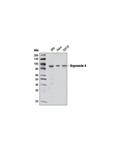 Cell Signaling Argonaute 4 (D10f10) Rabbit mAb