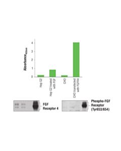 Cell Signaling Pathscan Phospho-Fgf Receptor 4 (Pantyr) Sandwich ELISA Kit 