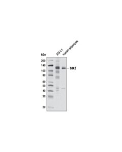 Cell Signaling SIK2 (D28G3) Rabbit mAb 20 uL