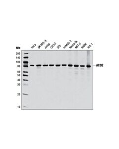 Cell Signaling Aco2 Antibody