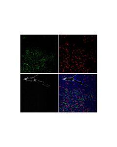 Cell Signaling Lyve-1 (E3l3v) Rabbit mAbjugate)