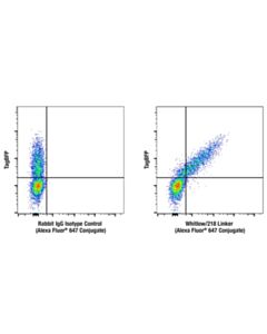 Cell Signaling Whitlow/218 Linker (E3u7q) Rabbit mAb (Alexa Fluor 647 Conjugate)