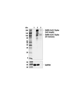 Cell Signaling Sars-Cov-2 Spike Protein (Rbd) (E2t6m) Mouse mAb