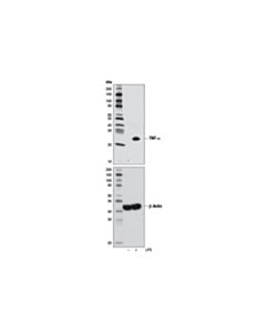 Cell Signaling TNF-alpha (D1G2) Rabbit mAb (BSA and Azide Free)