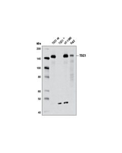 Cell Signaling Hamartin/TSC1 (D43E2) Rabbit mAb 20 uL