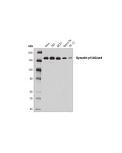 Cell Signaling Dynactin P150glued (D1w1o) Rabbit mAb