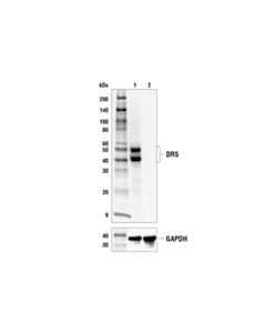 Cell Signaling DR5 (E9D7D) Rabbit mAb 20 uL