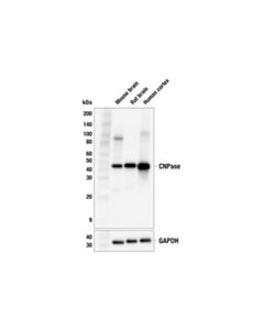 Cell Signaling CNPase (F6Y2X) Mouse mAb