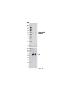 Cell Signaling Phospho-Src Family (Tyr416) (D49g4) Rabbit mAb