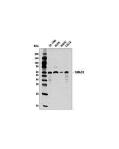 Cell Signaling Smad1 (D59d7) Xp Rabbit mAb