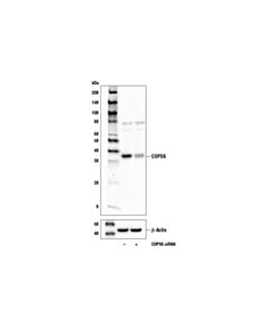 Cell Signaling Cops6 Antibody