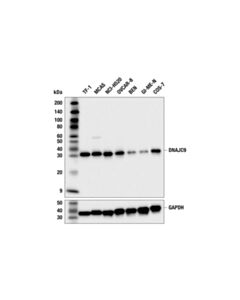 Cell Signaling DNAJC9 (F4U7W) Rabbit mAb; 20 µl