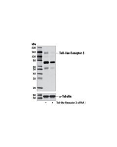 Cell Signaling Toll-Like Receptor 3 (D10f10) Rabbit mAb