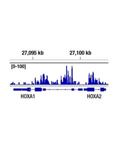 Cell Signaling Bmi1 (D20b7) Xp Rabbit mAb