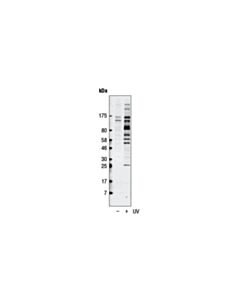 Cell Signaling Phospho-ATM/ATR Substrate Motif [(PS/pT) QG] MultiMab Rabbit mAb mix 20 uL