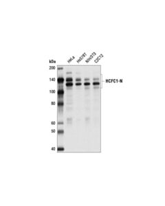 Cell Signaling Hcfc1 Antibody (Amino-Terminal Antigen)