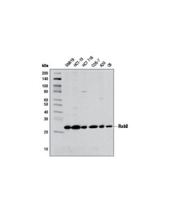 Cell Signaling Rab8a (D22d8) Xp Rabbit mAb