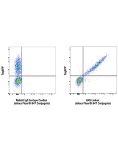 Cell Signaling G4s Linker (E7o2v) Rabbit mAb (Alexa Fluor® 647 Conjugate)
