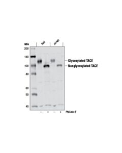 Cell Signaling Tace (D22h4) Rabbit mAb