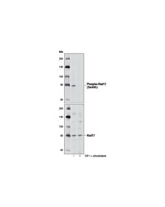 Cell Signaling Phospho-Rad17 (Ser645) (D5h5) Rabbit mAb