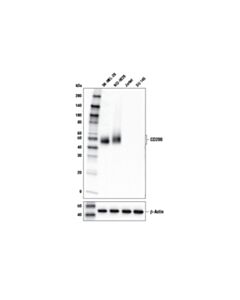 Cell Signaling Cd200 (E2k4c) Rabbit mAb
