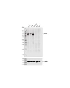 Cell Signaling Cd133 (D4w4n) Xp ® Rabbit mAb (BSA And Azide Free)