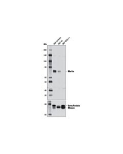 Cell Signaling Merlin (D1D8) Rabbit mAb 20 uL