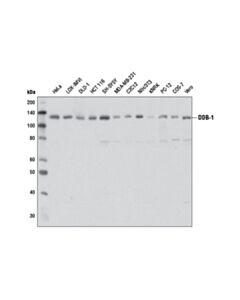 Cell Signaling Ddb-1 (D4c8) Rabbit mAb
