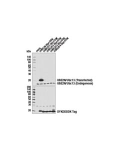 Cell Signaling Ube2n (D2a1) Rabbit mAb