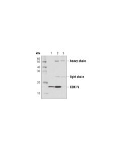 Cell Signaling Protein g Magnetic Beads