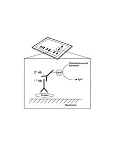 Cell Signaling 20x Lumiglo Reagent And 20x Peroxide