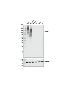 Cell Signaling F4/80 (D2s9r) Xp Rabbit mAb