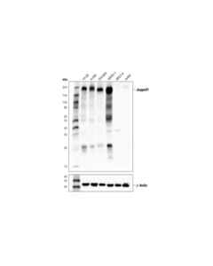 Cell Signaling Jagged1 (D4y1r) Xp Rabbit mAb